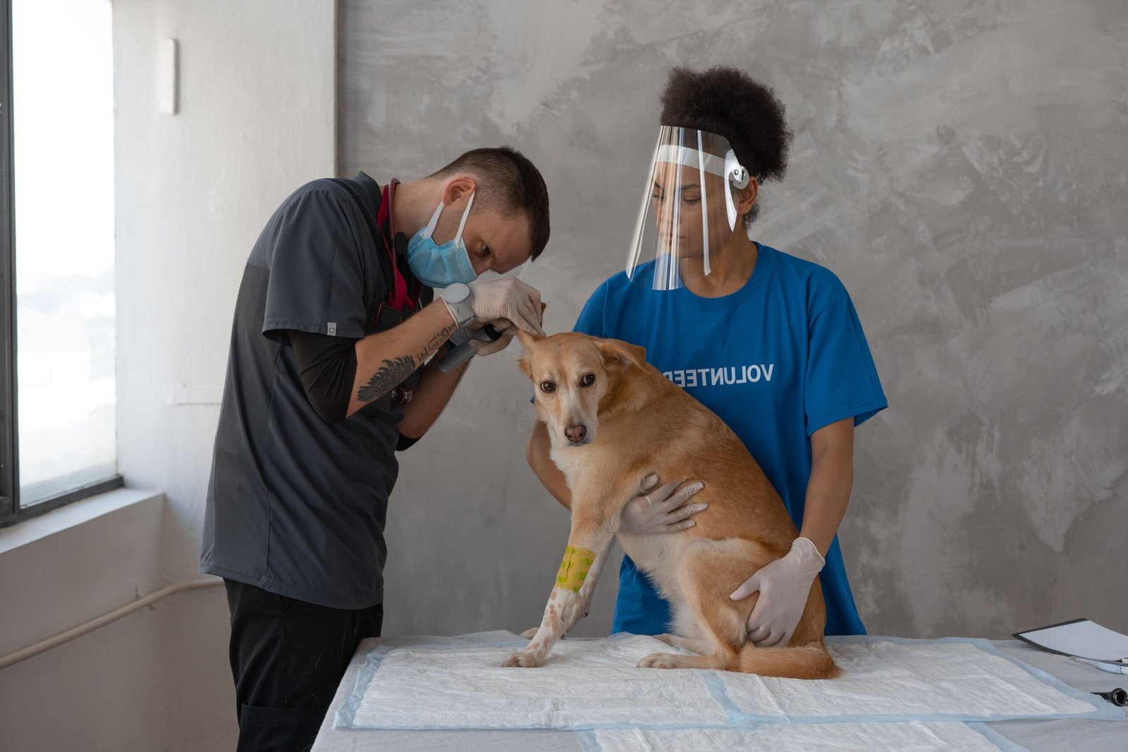 Pet Insurance Explained: Is It Really Worth It?
