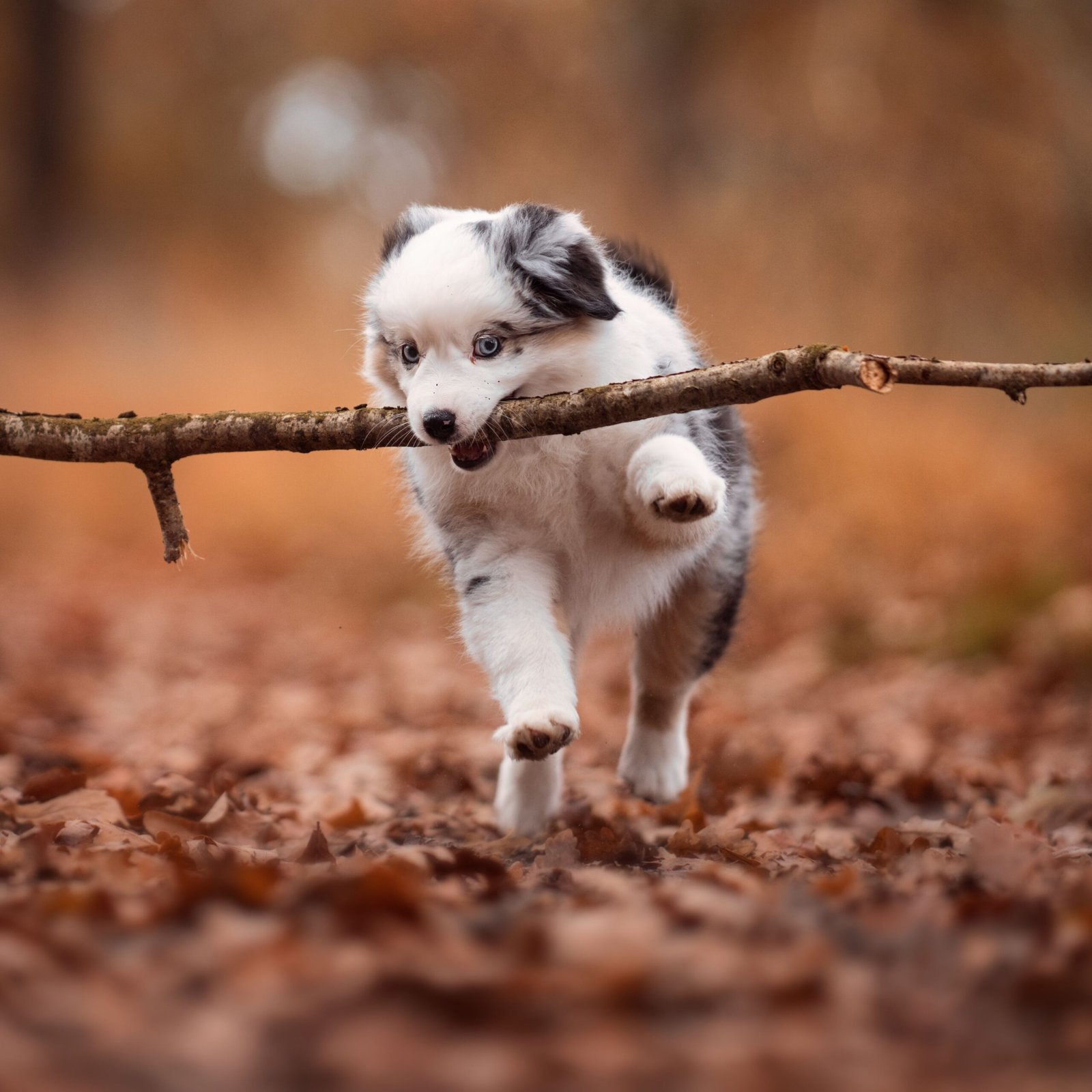 Puppy Training Made Easy: A Step-by-Step Guide