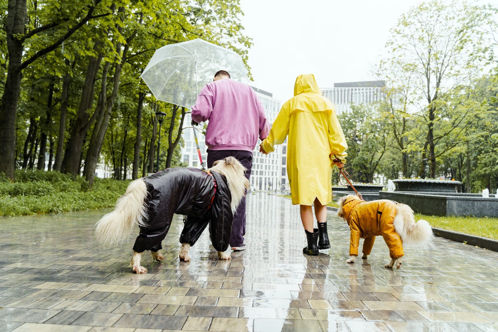 How to Keep Your Pet Safe During Extreme Weather